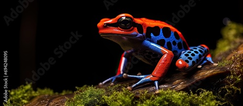 Blue-legged red dart frog, Oophaga pumilio, is a stunning pet amphibian from Costa Rica and Panama's rainforests, often kept in terrariums. photo