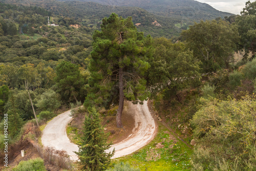 Tranquil Tree-Lined Trail in Natures Beauty. Beni Metir, Jendouba, Tunisia photo