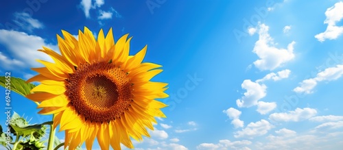 Gorgeous sunflower under blue sky.