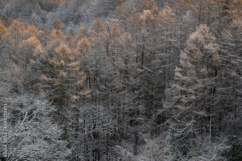 Fototapeta premium カラマツの紅葉と雪