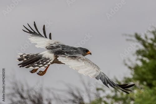 Pale Chanting Goshawk in flight (Melierax canorus) (Bleeksingvalk) in the Kgalagadi Transfrontier Park photo