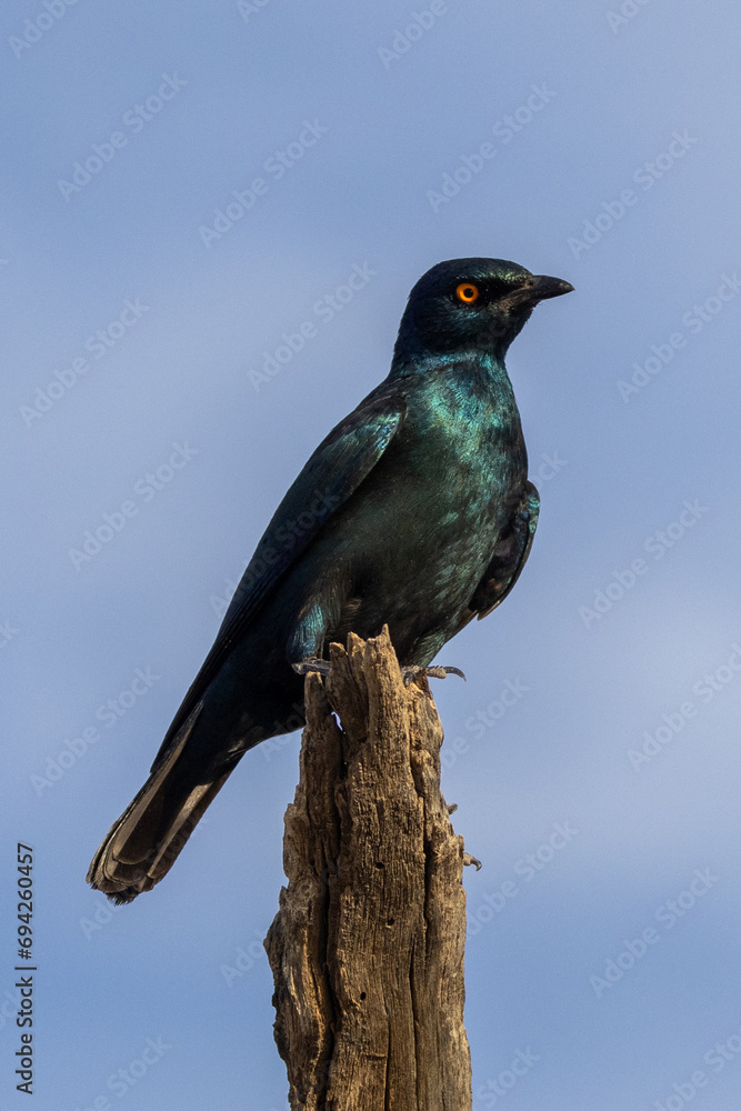 Fototapeta premium Cape Starling (Kleinglansspreeu) (Lamprotornis nitens) near Twee Rivieren in the Kgalagadi Transfrontier Park in the Kalahari