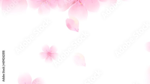 ふんわり桜が舞うループアニメーション（アルファチャンネル）
