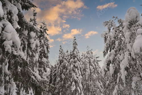 Nature of Estonia, snow-covered spruce trees in the forest against the background of a blue sky with clouds. photo