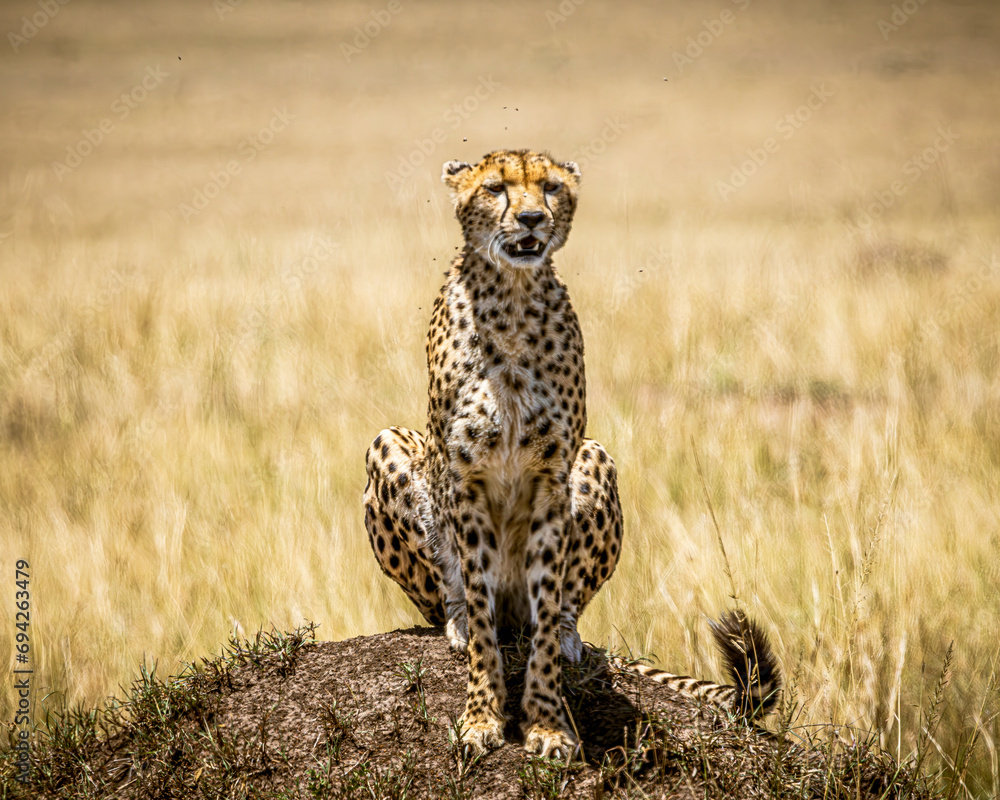 Fototapeta premium Cheetah