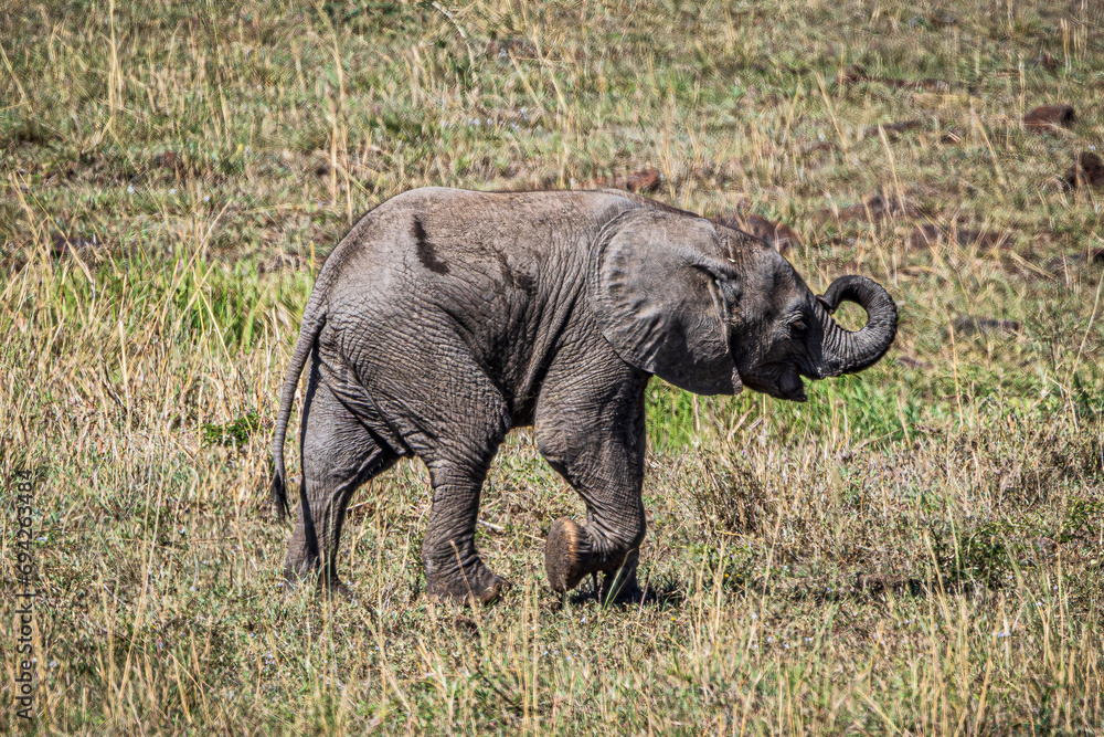 Fototapeta premium Elephant