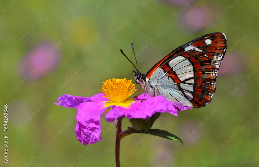 Limenitis reducta 1072