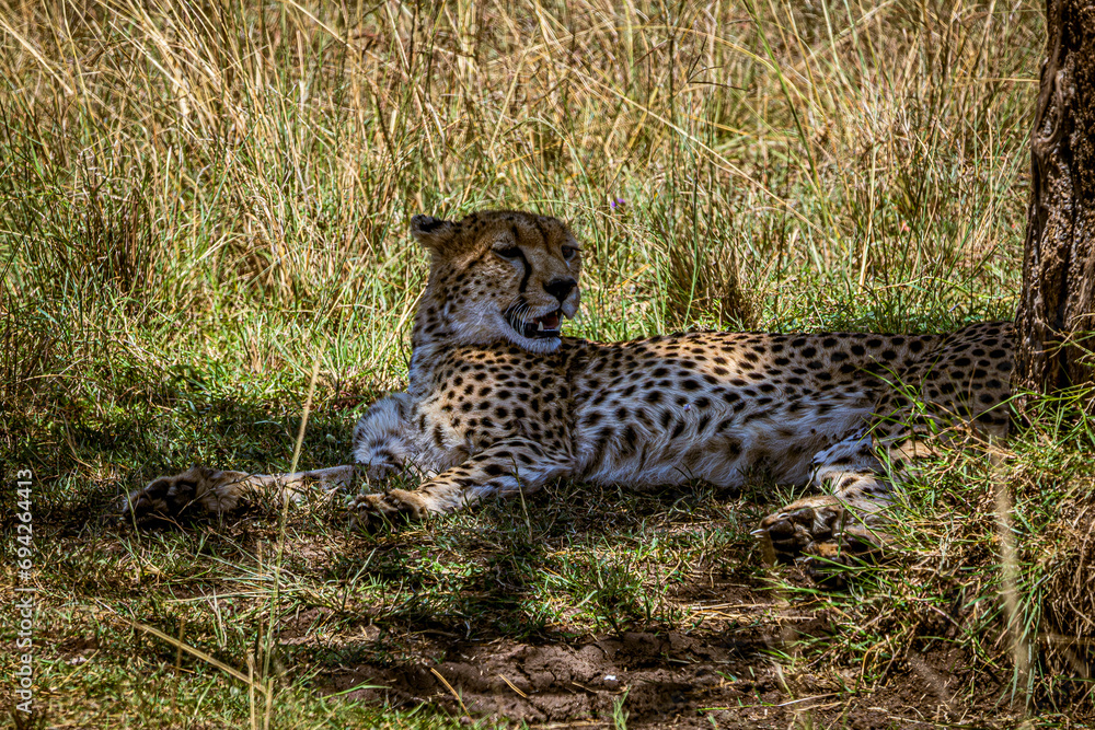 Obraz premium cheetah