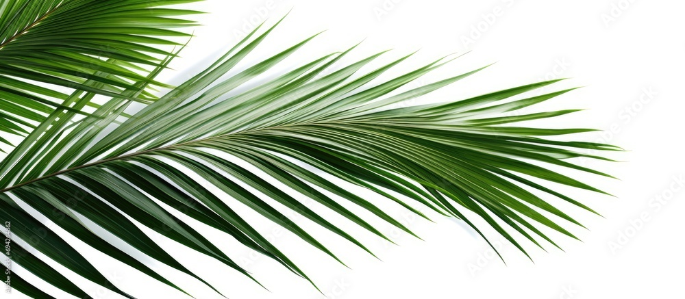 Fototapeta premium Leaves of the palm tree.