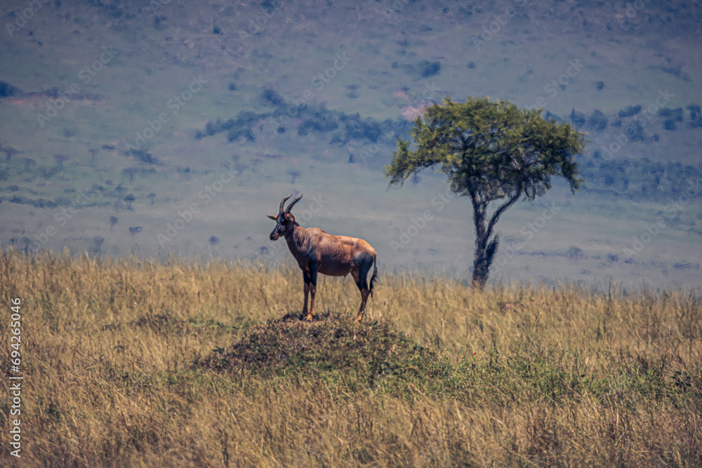 Fototapeta premium antelope in the savannah