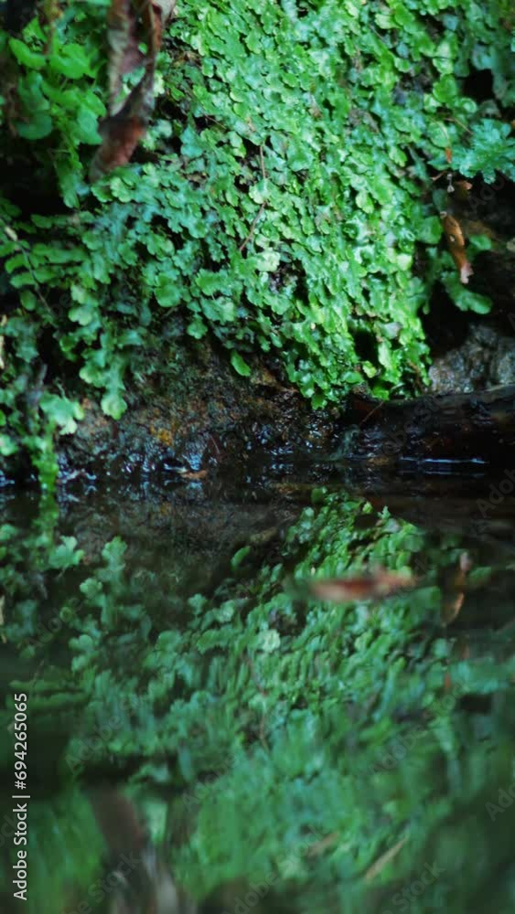 Mountain river Mountain river