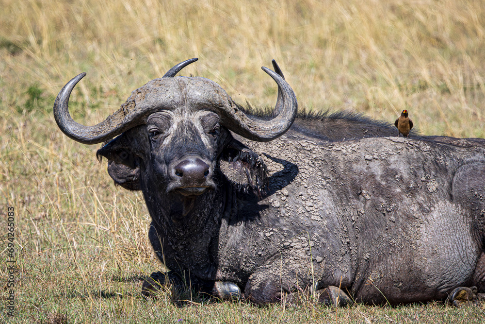 buffalo buffalo
