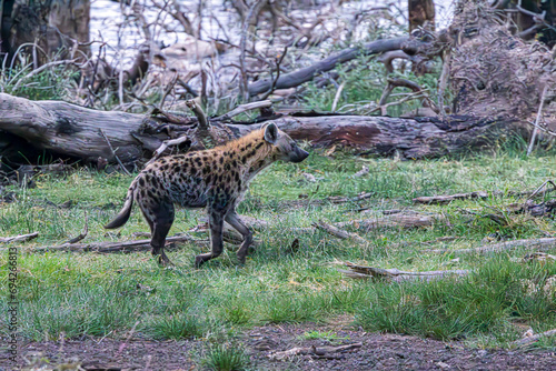 Photography wildlife in the savannah