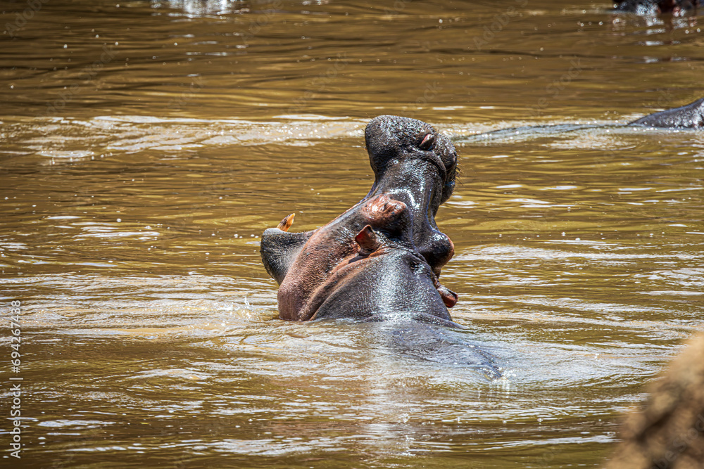 Fototapeta premium hippopotamus
