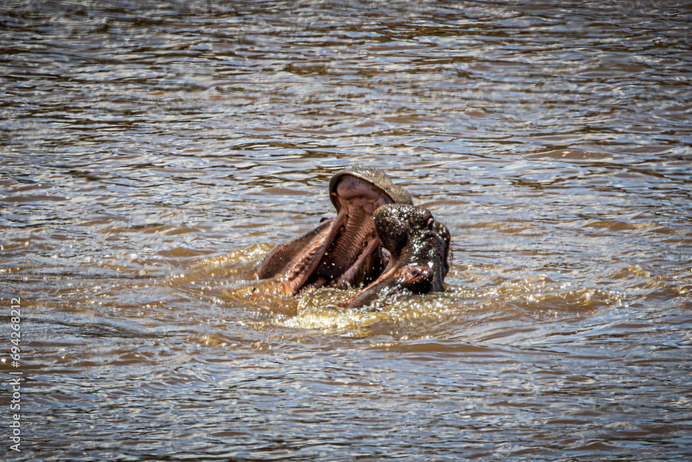 Fototapeta premium hippos