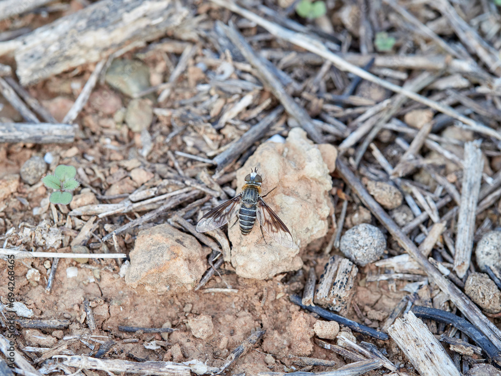 Pollinating bee fly camouflaged on a field of dry plants and stones. Bombyliidae family. Genus Heteralonia Pollinating bee fly camouflaged on a field of dry plants and stones. Bombyliidae family. Genus Heteralonia