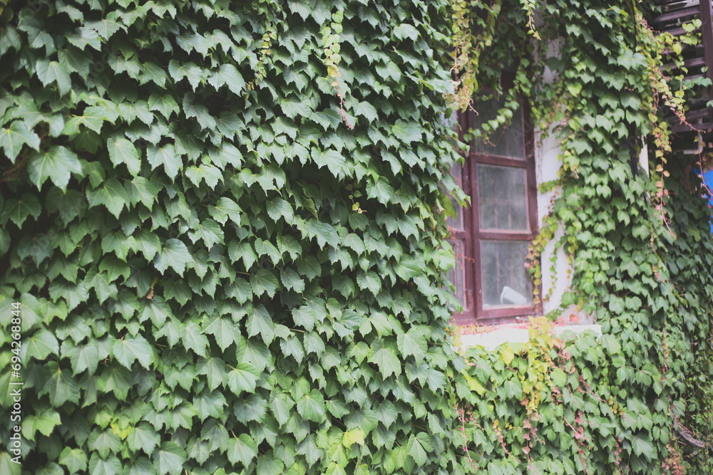 window with ivy - obrazy, fototapety, plakaty 