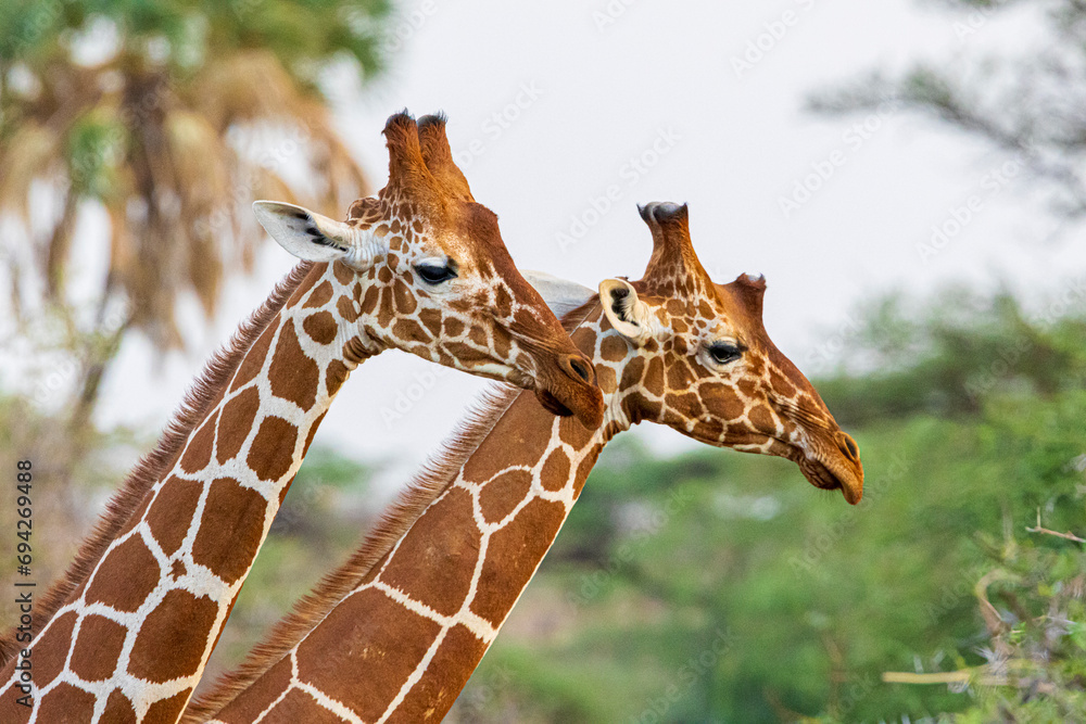 Φωτογραφία giraffe