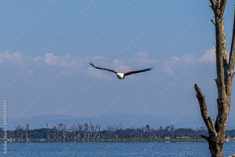 Obraz premium eagle in flight