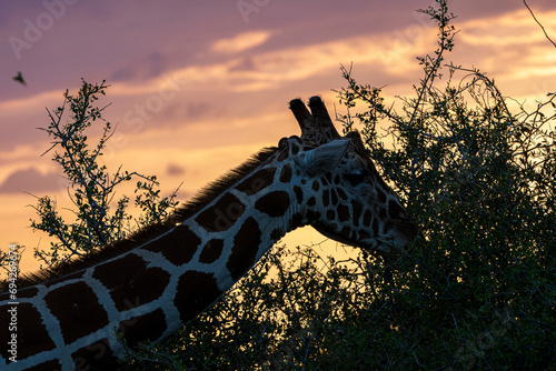 Photography giraffe in the sunset