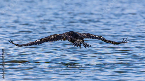cormorant 