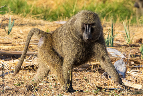 Fotografie baboon sitting on the ground