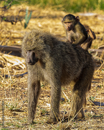 baboon with baby photo
