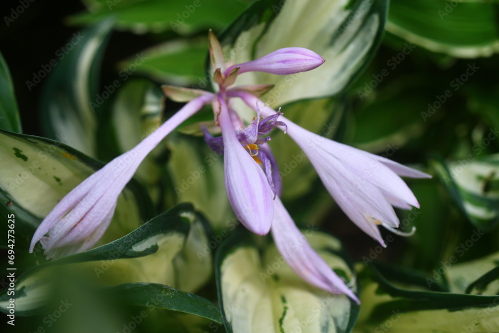 Obraz premium Hosta FIREWORKS Funkia Fireworks Funkia Fajerwerki