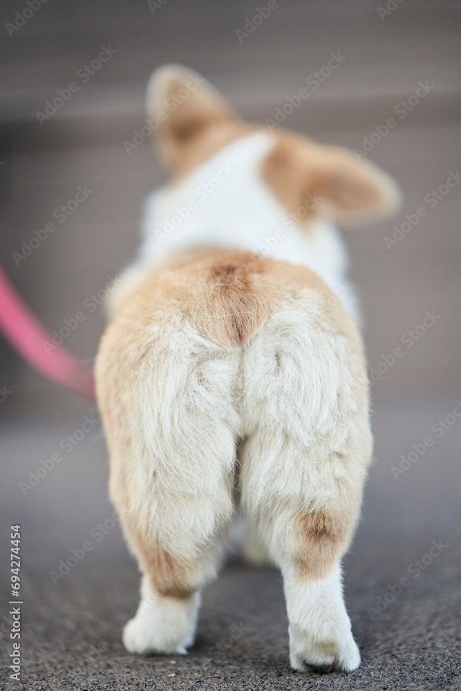 Welsh Corgi dog standing with his back to the camera. High quality photo Welsh Corgi dog standing with his back to the camera. High quality photo
