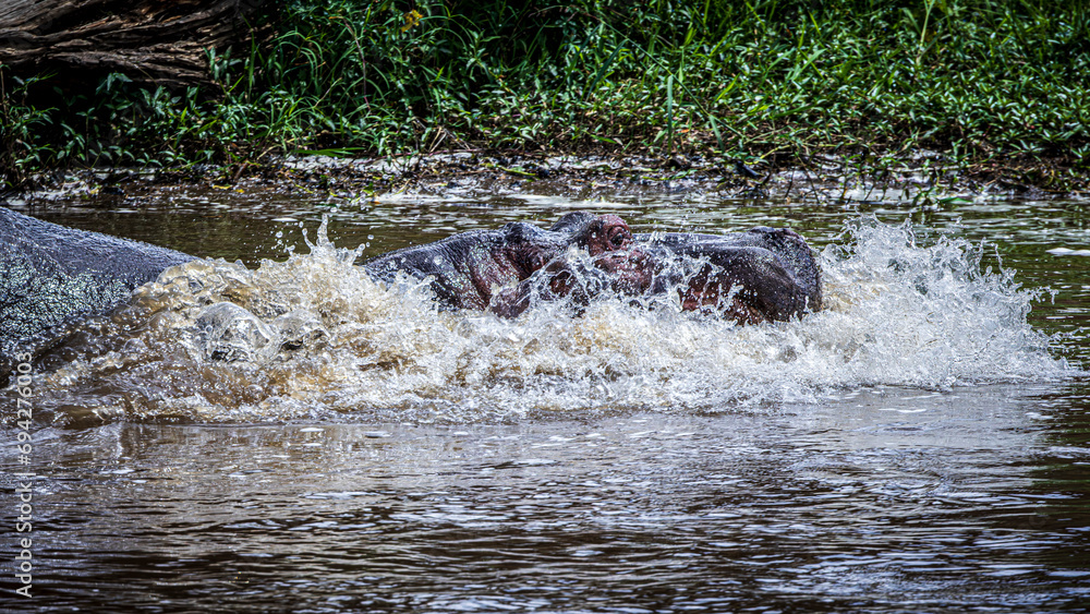 Fototapeta premium hippopotamus