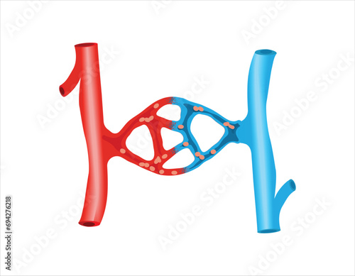 Blood vessels scheme with heart and cells flow direction vector illustration © Aakash Aid