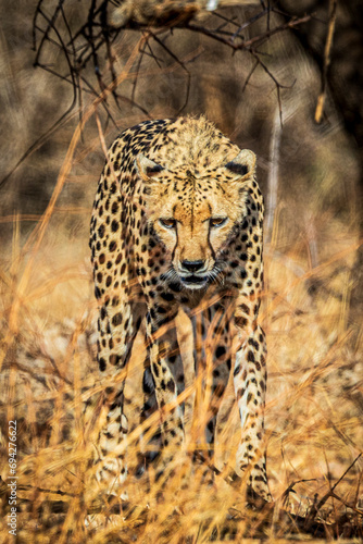 portrait of a cheetah