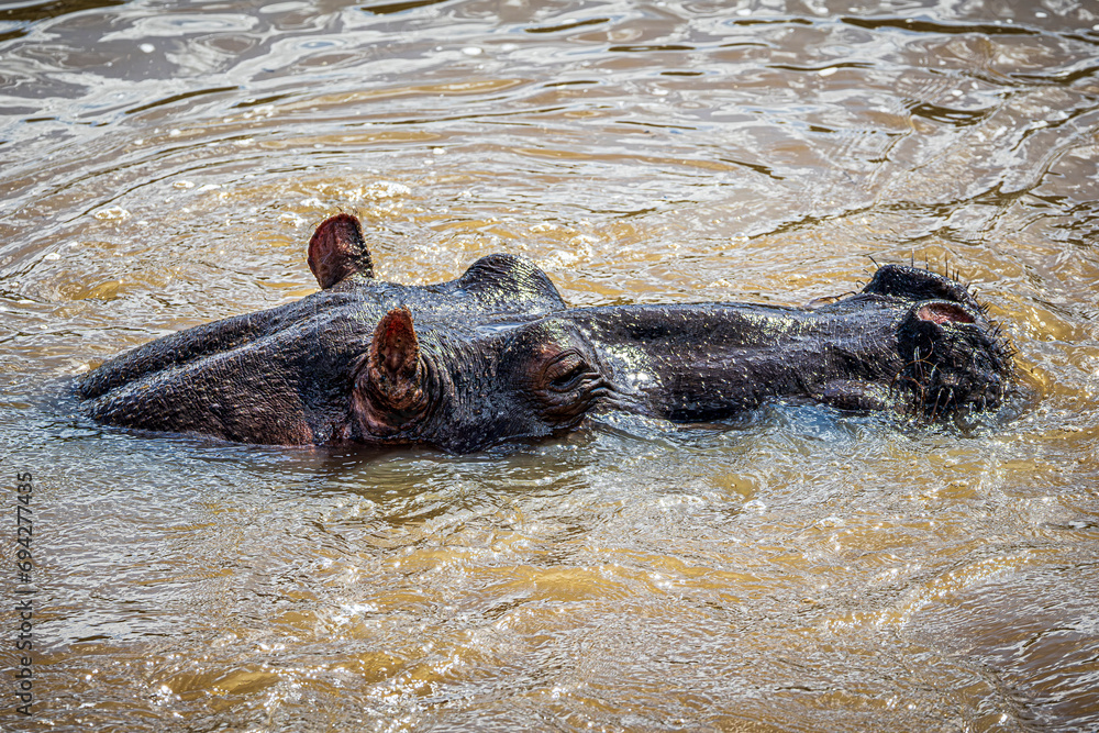Fototapeta premium hippopotamus