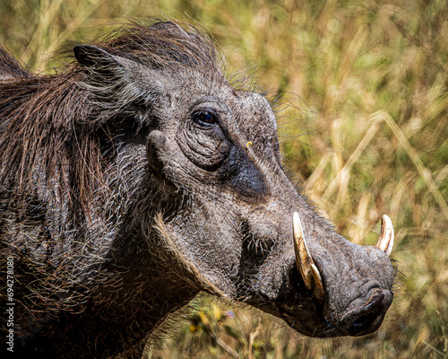 Canvas-taulu warthog