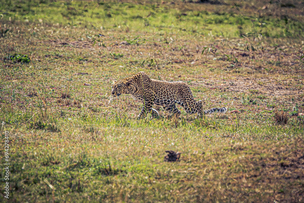 Naklejka premium leopard in the savannah