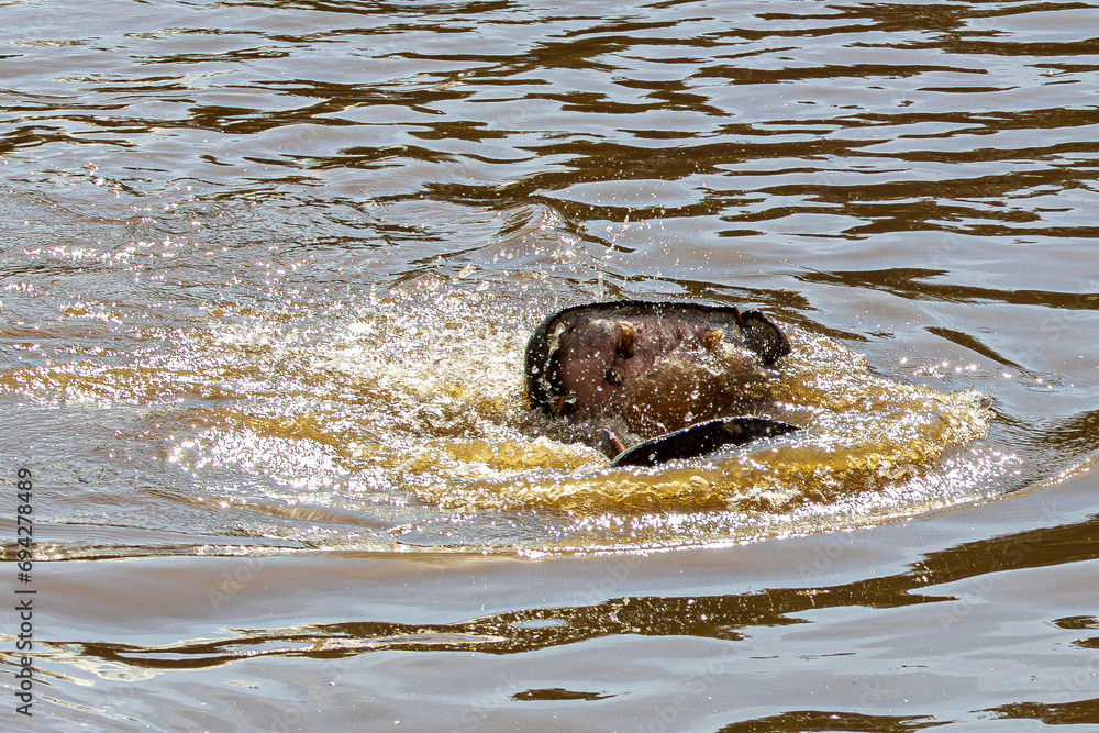 Fototapeta premium hippopotamus in water