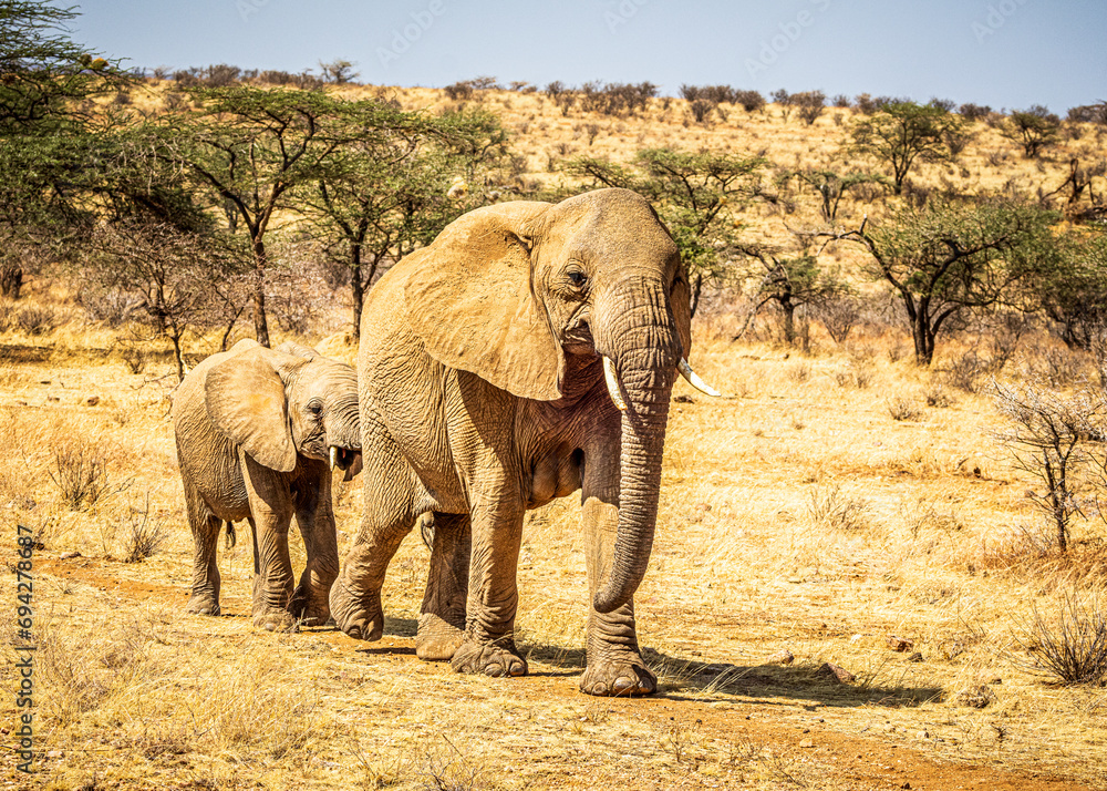 Fototapeta premium elephant