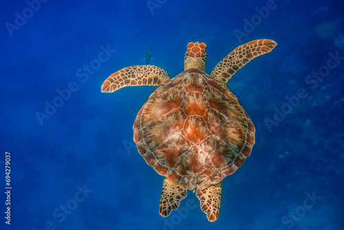 pattern with shadows on a green sea turtle in deep blue water from egypt