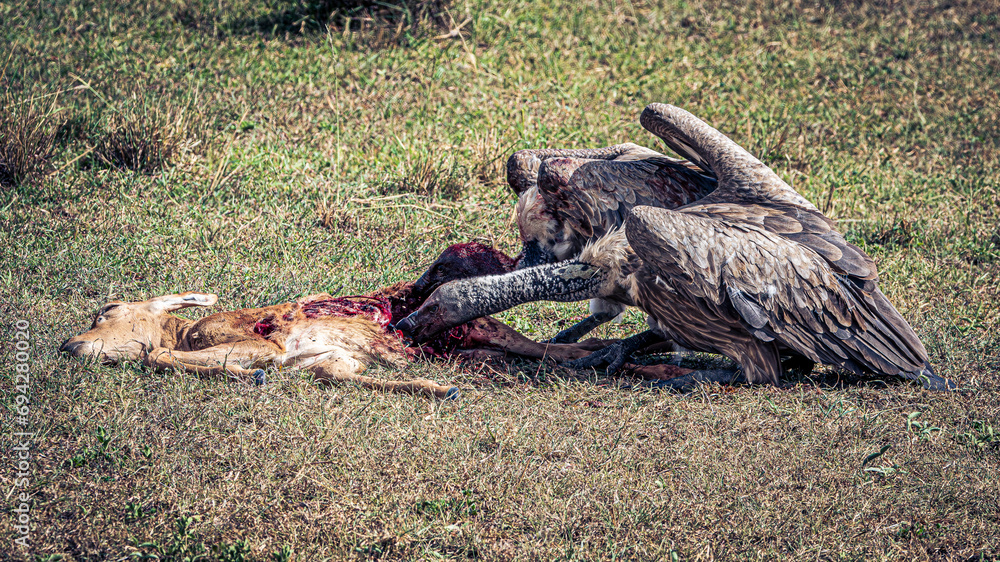 Obraz premium vulture