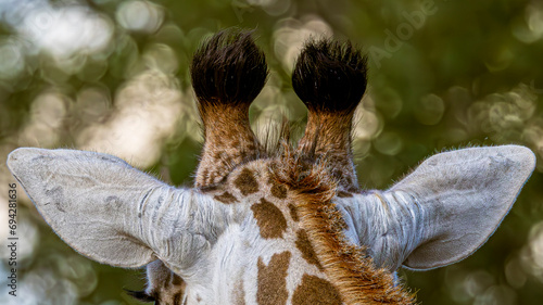 Photography giraffe