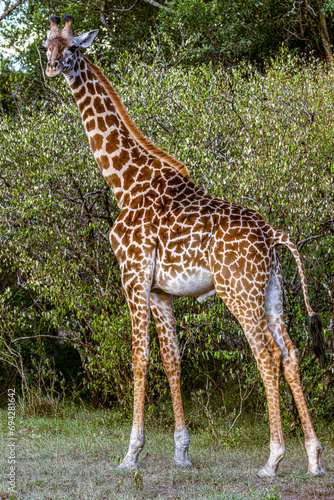 giraffe