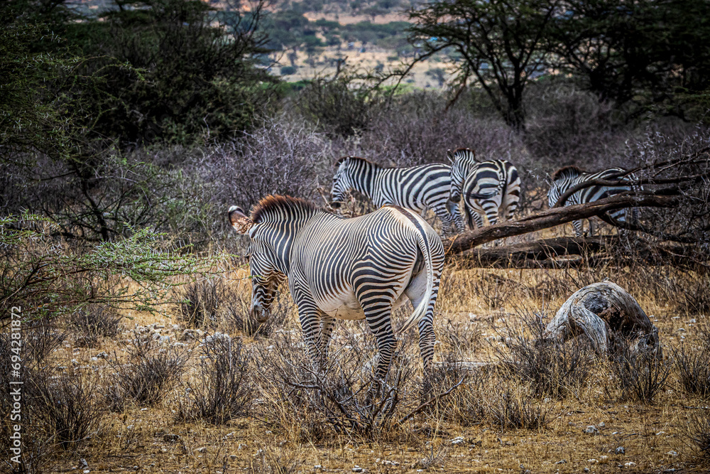 Naklejka premium zebra