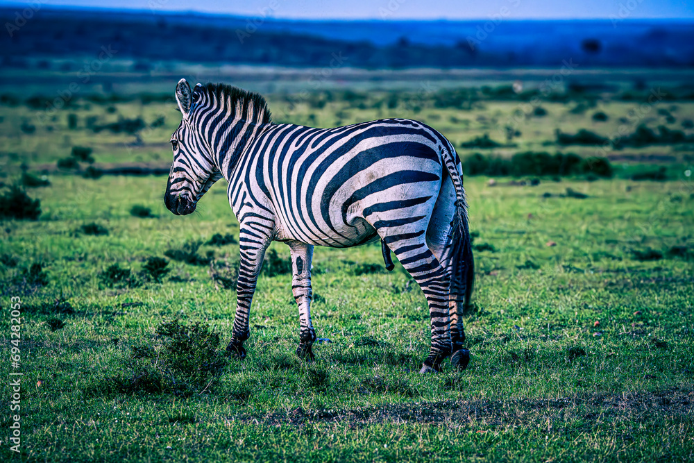 Naklejka premium zebra