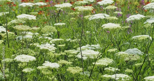 Baltic parsley (Cenolophium denudatum). Creamy white and greenish flowers in umbels floating atop of purple-flushed sturdy and slender stems bearing divided green leaves, attracting insects
 photo