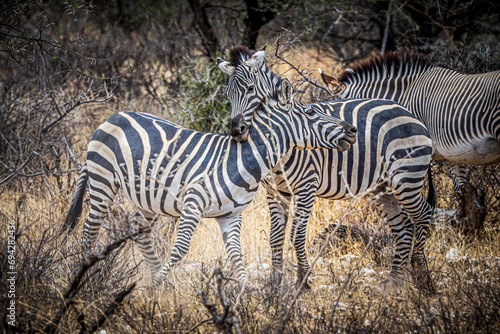 zebras