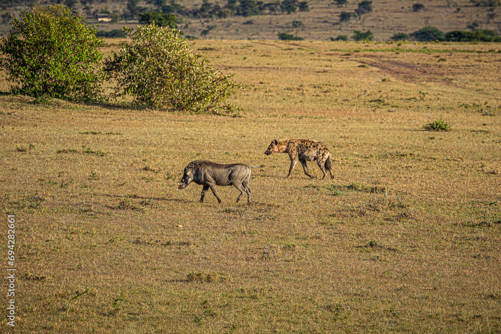 wildlife in the savannah