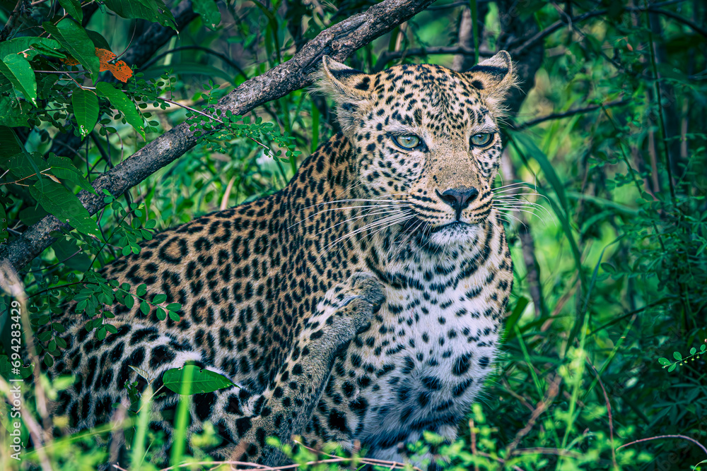 leopard leopard