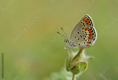 Wallpaper Mural Plebejus carmon 1058 Torontodigital.ca