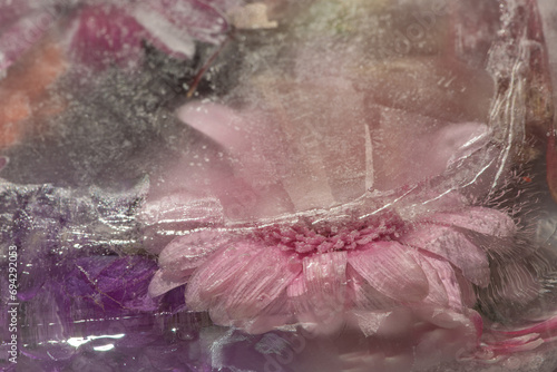 abstract art background of frozen pink gerbera flower in ice photo