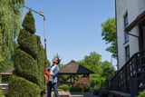 Skilful gardener using high-altitude hedge trimmer while shaping bush in topiary garden. Side view of smiling man cutting top of conifer tree with pro equipment in summer day. Concept of topiary. 